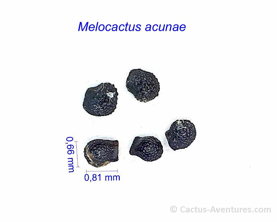 Melocactus acunae JMA